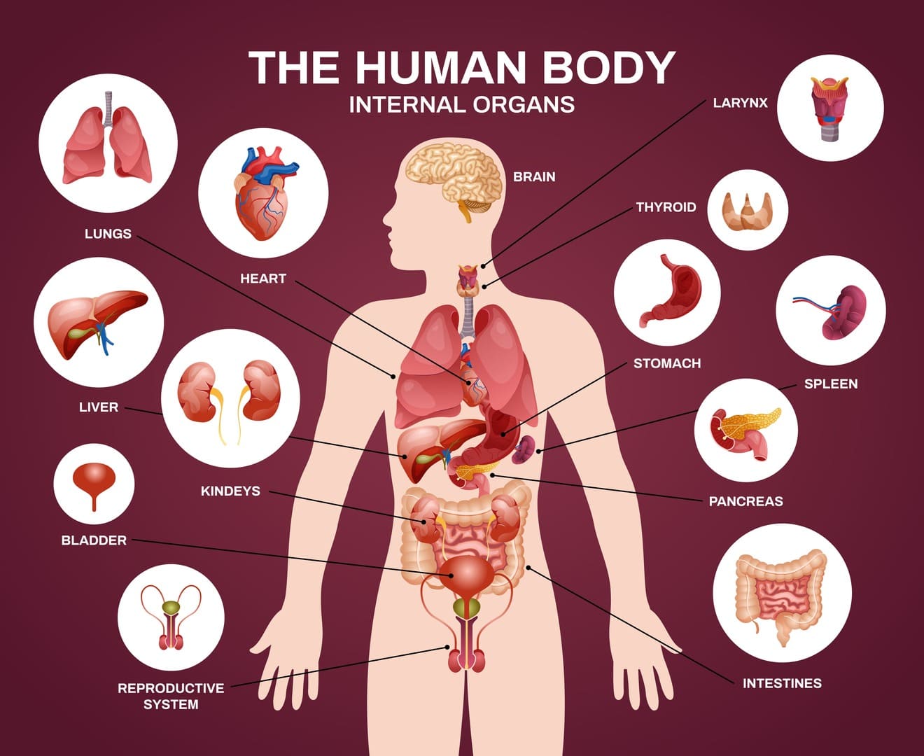 Human Anatomy - Liver